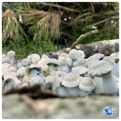 Jack Frost mushrooms