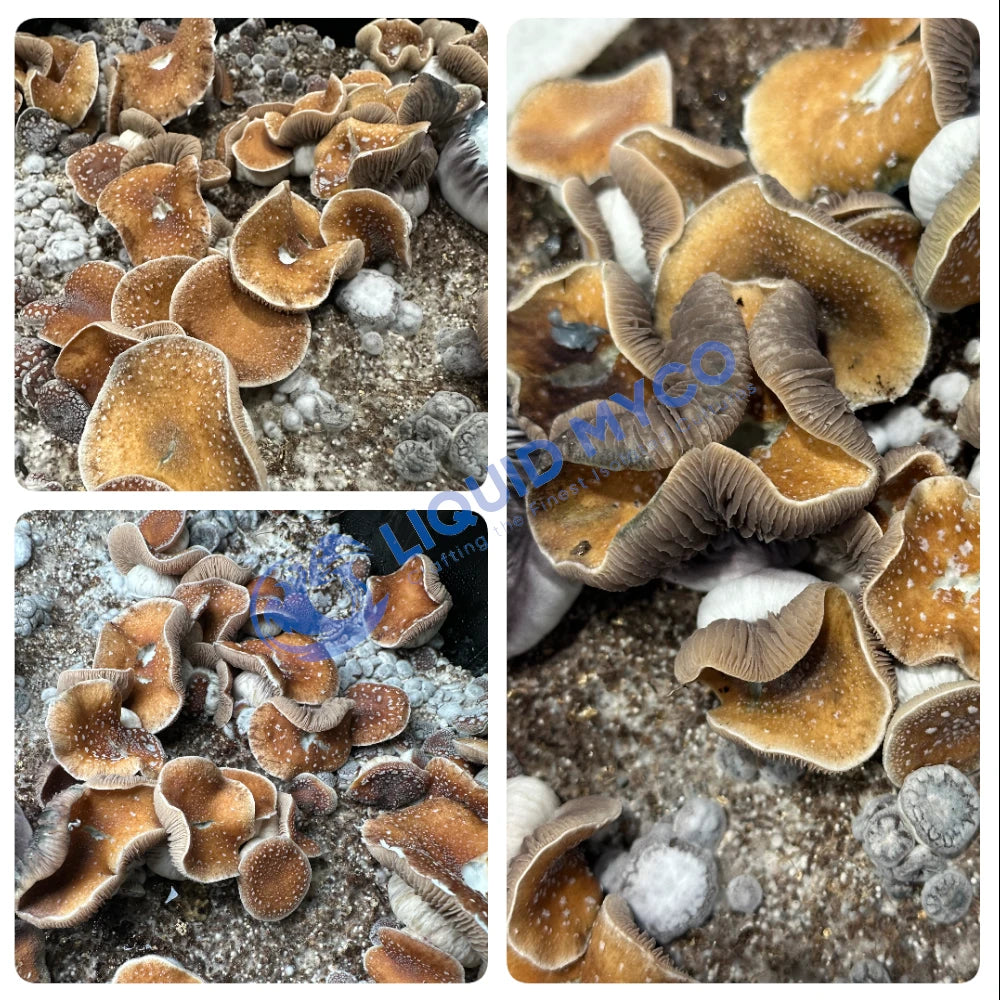 Little Flowers mushrooms